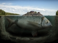 fishy-island-duofox